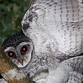 Sooty Owl<br />Canon EOS 7D + EF70-200 F4L IS + EF1.4xII + SPEEDLITE 580EXII + Better Beamer